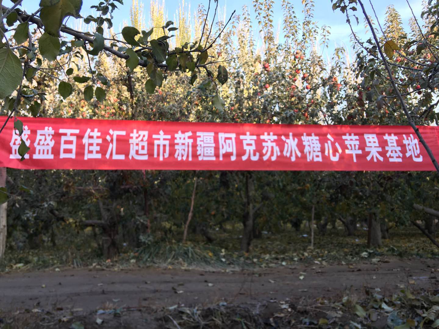 百佳汇新疆阿克苏冰糖心苹果基地